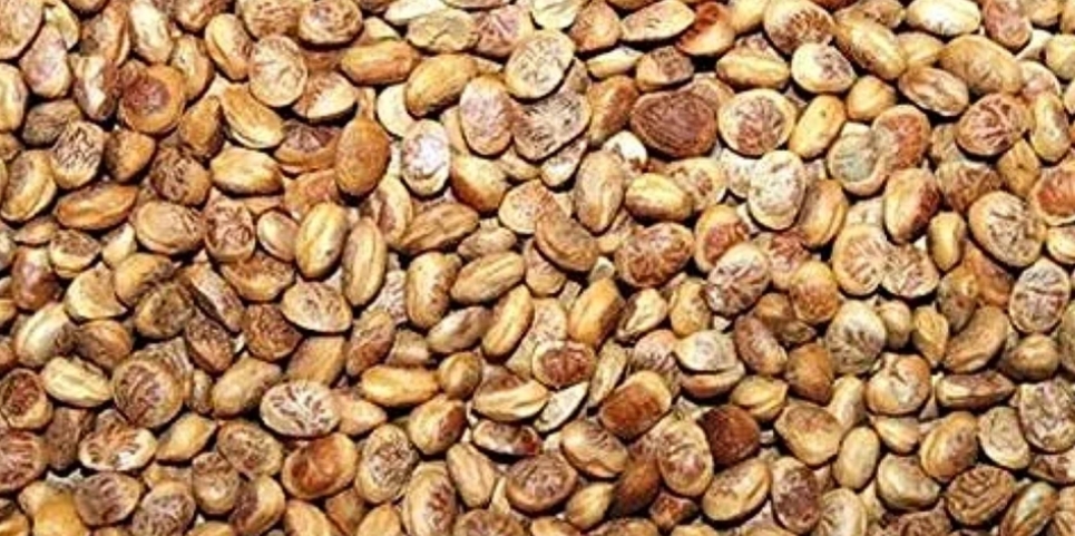 Chironji dried nuts