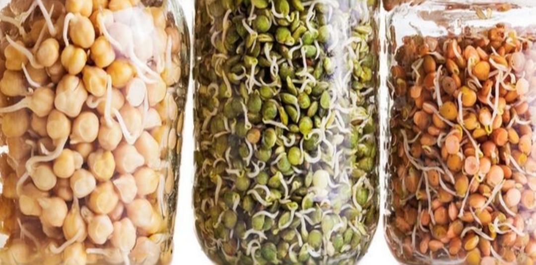 Sprouted grains