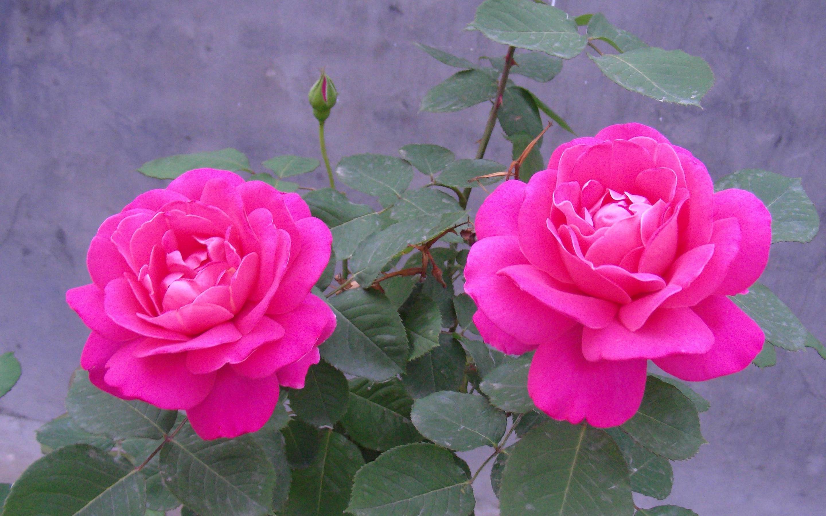Flowers health tips