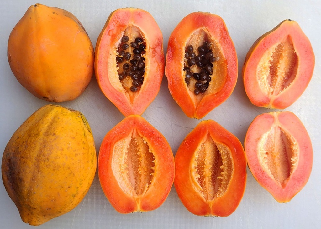 Papaya