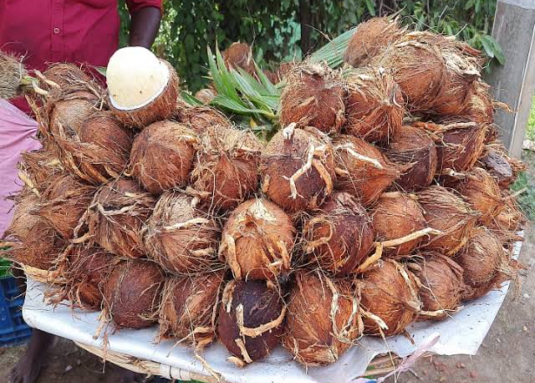 Coconut flower