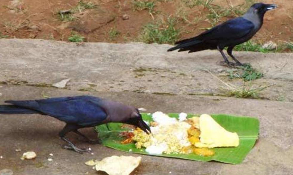 Crows sounds