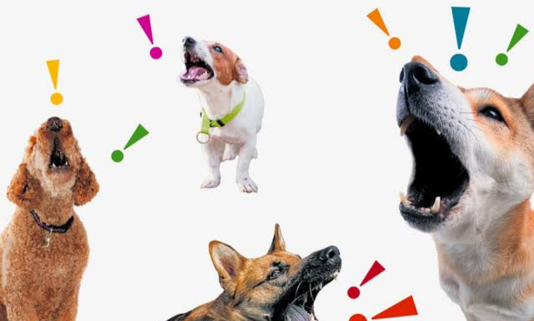 Dog barking