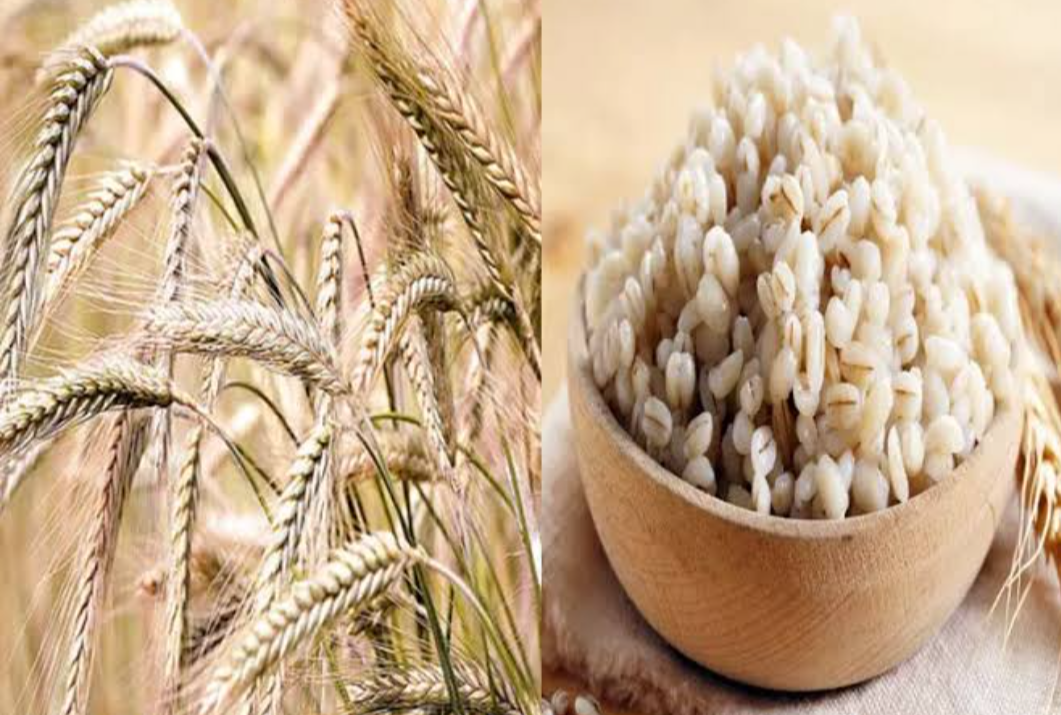 Barley rice