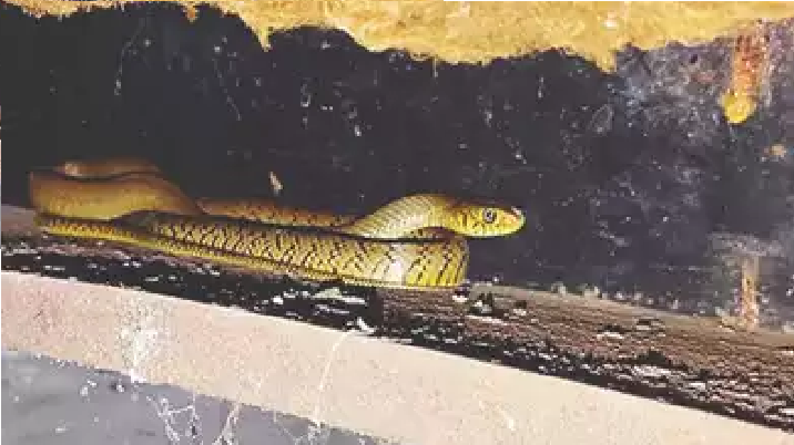 snake