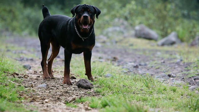 Dog bite news in chennai