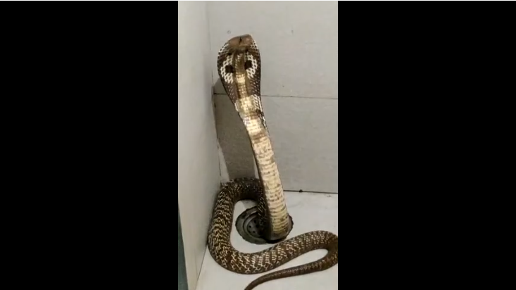 snake