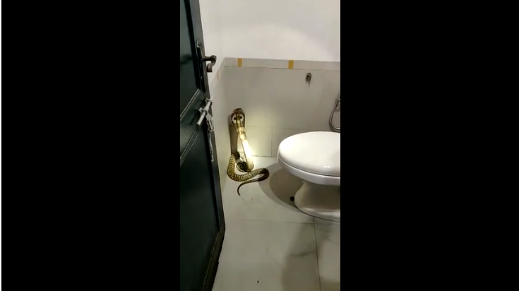 snake