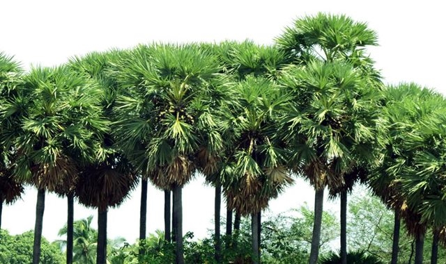 Palm s