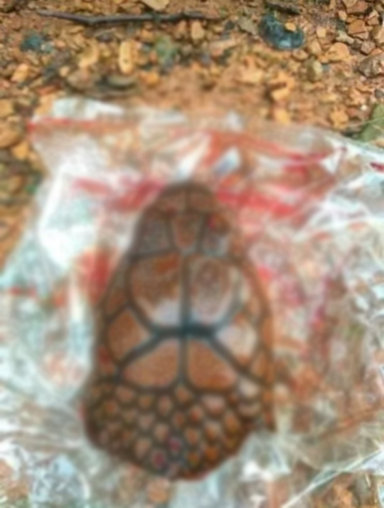 snake