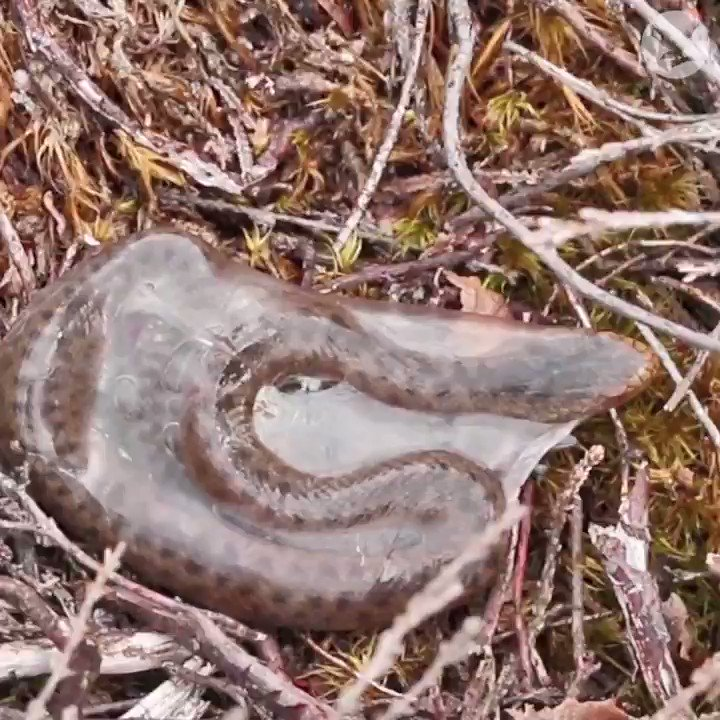 snake