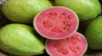 guava-protects-the-skin-with-immunity-and-brightens-the