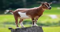 former-cricketer-who-bought-an-expensive-goat-for-bakri