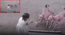 stray-dogs-attack-child-madhya-pradesh-shajapur