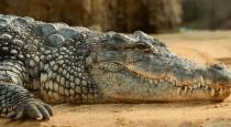 indonasia - crocodil - girl engiear dead