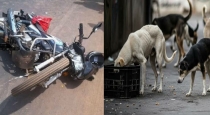 18-year-old-youth-died-in-bike-crash-due-to-stray-dogs