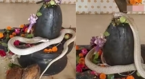 snake-shiva-lingam-miracle-chhattisgarh