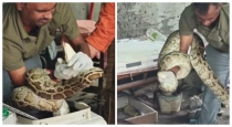 Delhi-forest-view-python-rescue