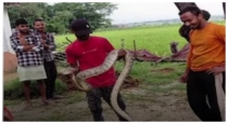 Prayagraj-village-12-feet-python-swallows-nilgai-calf