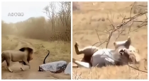 Lion-cobra-viral-video