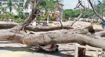 Telungana tree fall Husband died infront of wife