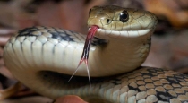 Snake came out from dead body while postmortem