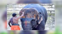 Elephant had different hear style in mannarkudi temple