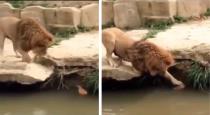 Lion play with duck viral video