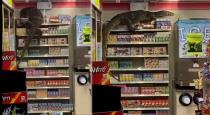  Giant lizard goes on supermarket sweep viral video