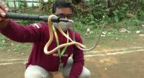 Rare snake found in Odisha