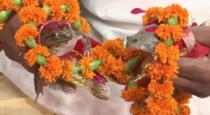 Frongs marriage in mathiya Pradesh 