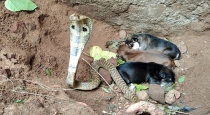 the-cobra-snake-that-protected-the-puppies-here-is-a-su