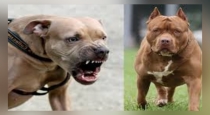 A sensational incident where a pitbull dog chased away government officials and bit them..!