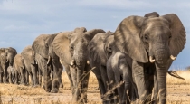 millions-of-african-elephants-are-dying-is-climate-chan