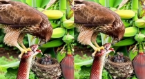 eagle-vs-snake-viral-video