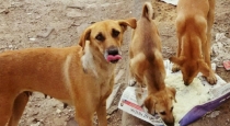 women-feed-meat-to-stray-dogs-near-temple-booked-by-pol