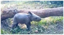 Rhino-calf-video-viral-forest-officer-parveen-kaswan