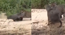 leopard-hunts-capibara-viral-video