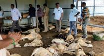 80 sheep mysterious killed in tripur
