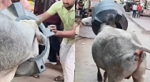 Bull-stuck-water-tank-market-chaos-viral-video