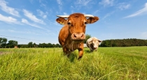   in Brazil Man Dies attempt to Rape Cow 