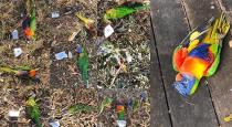Mystery virus leaves hundreds of the birds dead in suburban