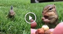 Squirrel eating like baby viral video 