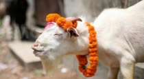 shock-in-chhattisgarh-the-man-who-eat-the-scape-goat-ey