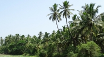 four-youths-nearly-escaped-from-death-after-a-coconut-t