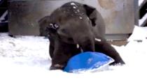 elephants-playing-in-ice