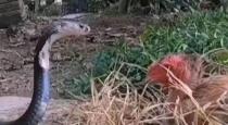hen-save-egg-from-snake-video-viral