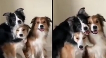 Three dogs gave amazing pose