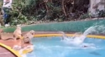 Monkeys playing with swimming pool video viral 