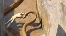 Giant-king-cobra-in-drainage-viral-video